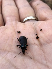 Sphaeroderus