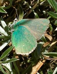Callophrys viridis