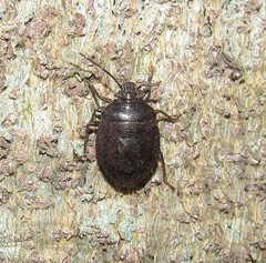 Discocephalinae