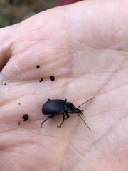 Sphaeroderus