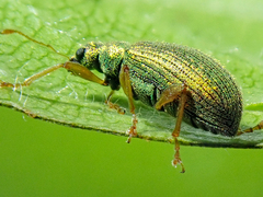 Polydrusus pterygomalis