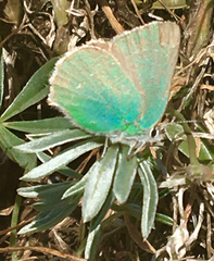 Callophrys viridis