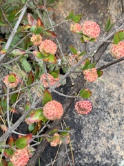 Cephalanthus natalensis