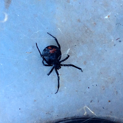 Latrodectus mirabilis