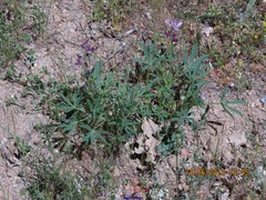 Lupinus hispanicus