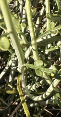 Senna armata, photograph (c) Henrik Kibak, some rights reserved (CC BY)