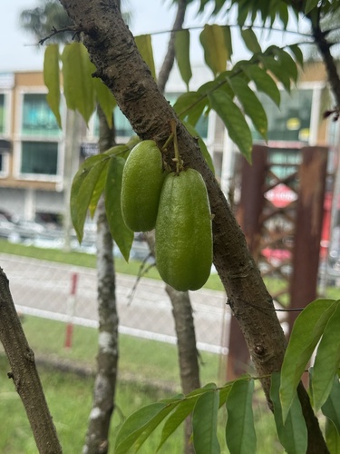 Bilimbi