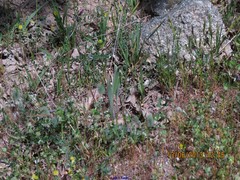 Trifolium sylvaticum