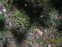 Lupinus hispanicus