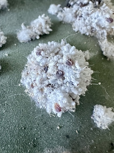 Cactus Scattered Cochineal photo 5