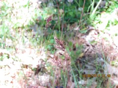 Poa bulbosa