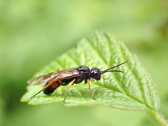 Allantus calceatus