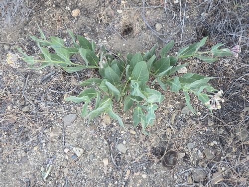 Asclepias vestita, photograph 5