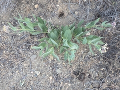 Asclepias vestita, photograph (c) Wendy Walker, some rights reserved (CC BY)