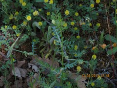 Vicia lutea