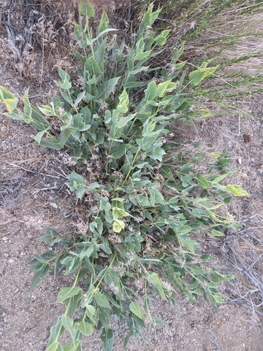 Asclepias vestita, photograph 4