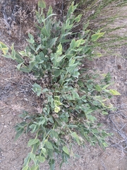 Asclepias vestita, photograph (c) Wendy Walker, some rights reserved (CC BY)