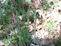 Arrhenatherum elatius