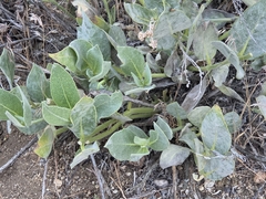 Asclepias vestita, photograph (c) Wendy Walker, some rights reserved (CC BY)