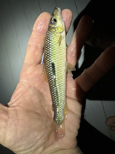 Halfline leporinus (Leporinus nigrotaeniatus) — Anostomidae — 4