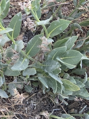 Asclepias vestita, photograph (c) Wendy Walker, some rights reserved (CC BY)