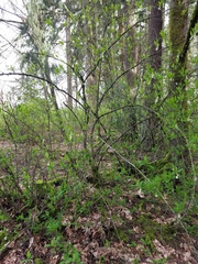 Oemleria cerasiformis