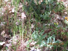 Brachypodium distachyon