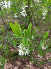 Oemleria cerasiformis