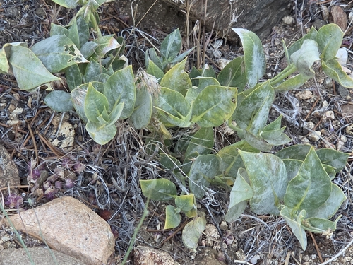 Asclepias vestita, photograph 1
