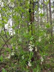 Oemleria cerasiformis