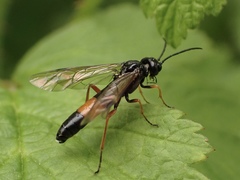 Allantus calceatus