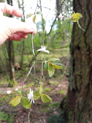 Oemleria cerasiformis