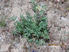 Lupinus gredensis