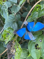 Pseudolycaena marsyas