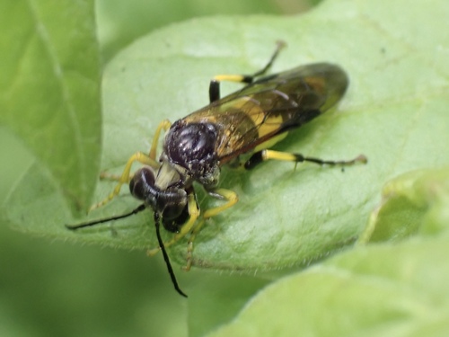Small Yellow-girdled Tenthredo, photo 3 of 10