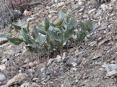 Asclepias vestita