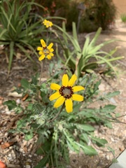 Berlandiera lyrata