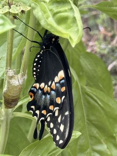 Eastern Black Swallowtail
