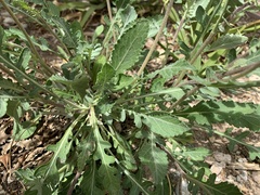 Berlandiera lyrata