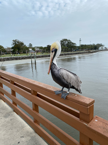 Brown Pelican photographed in Georgia