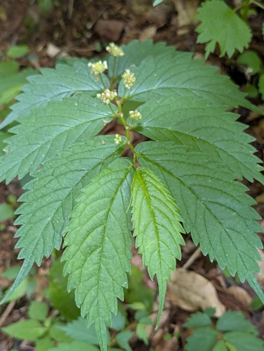 Elatostema involucratum observed 2026-06-08