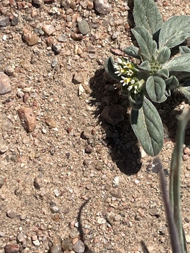 Yuma Silverbush
