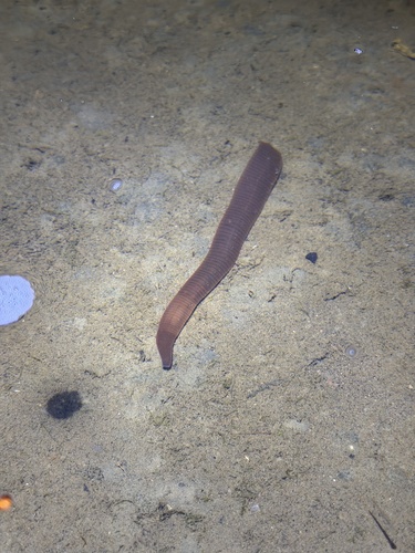 Erpobdella punctata