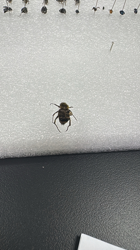 Lasiotrichius succinctus