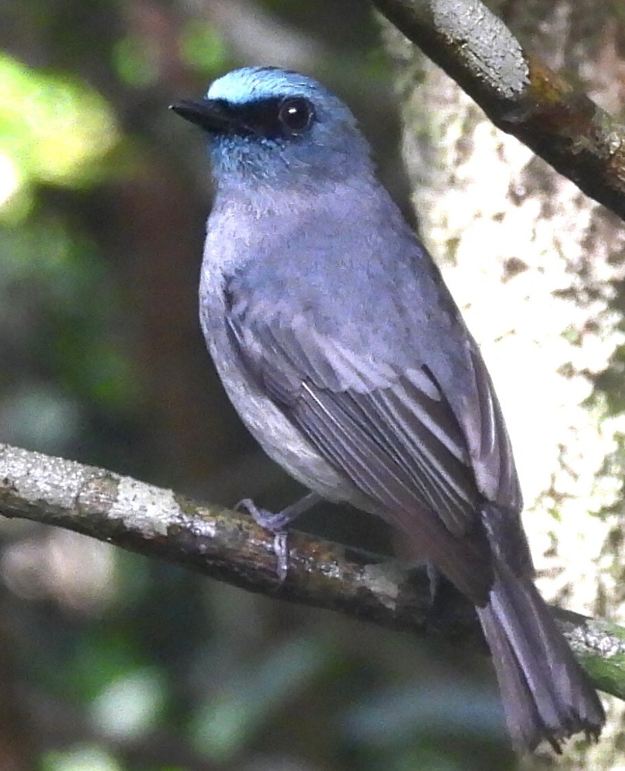 Dull-blue Flycatcher (Eumyias sordidus), photo 5
