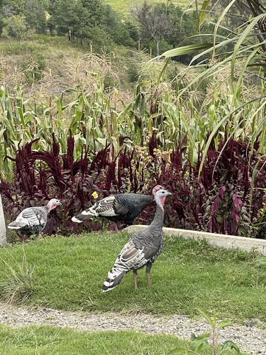 Wild Turkey