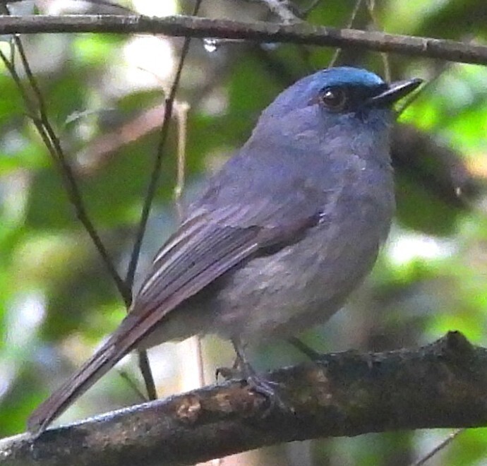 Dull-blue Flycatcher (Eumyias sordidus), photo 6