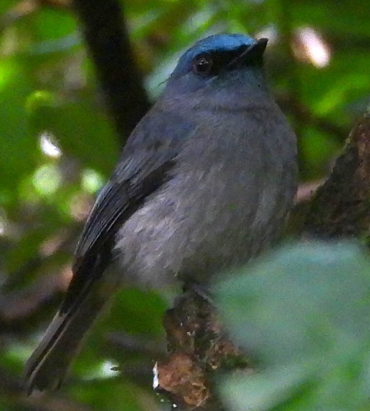Dull-blue Flycatcher (Eumyias sordidus), photo 7