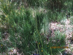 Arrhenatherum elatius