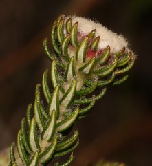 Phylica tortuosa